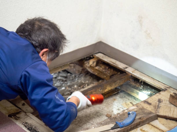 Best Toxic Mold Removal  in Elizabethton, TN