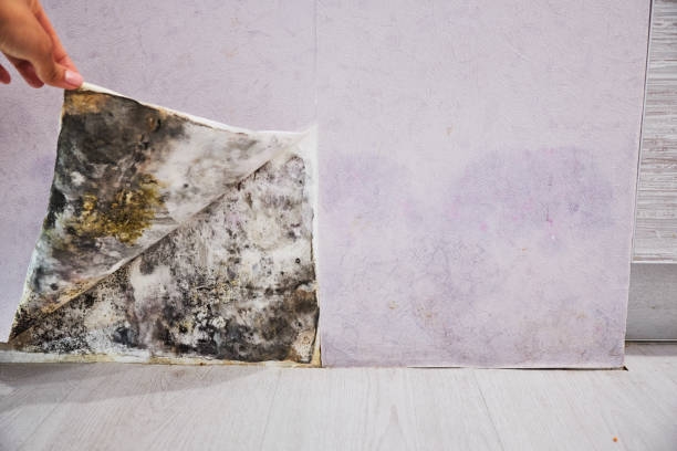 Trusted Elizabethton, TN Mold Removal Experts